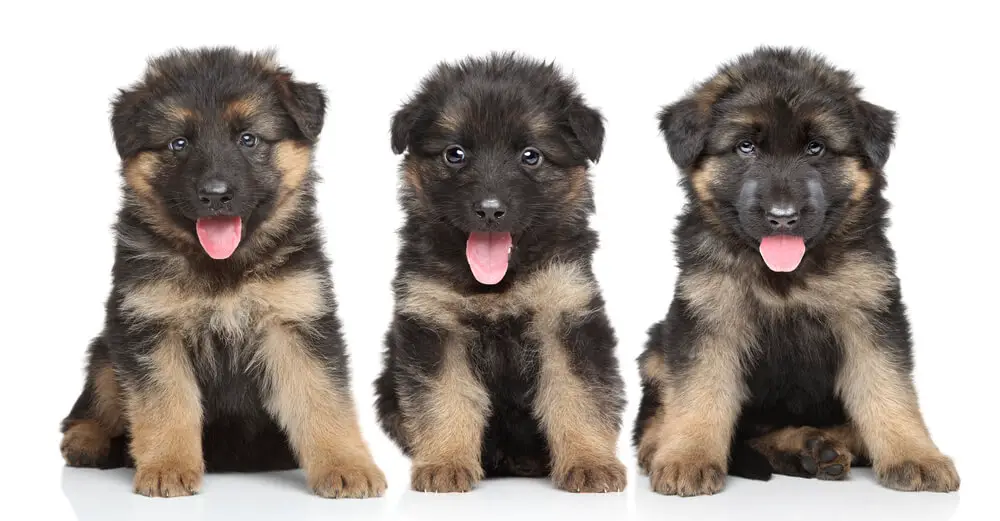 3 German Shepherd puppies on a white background
