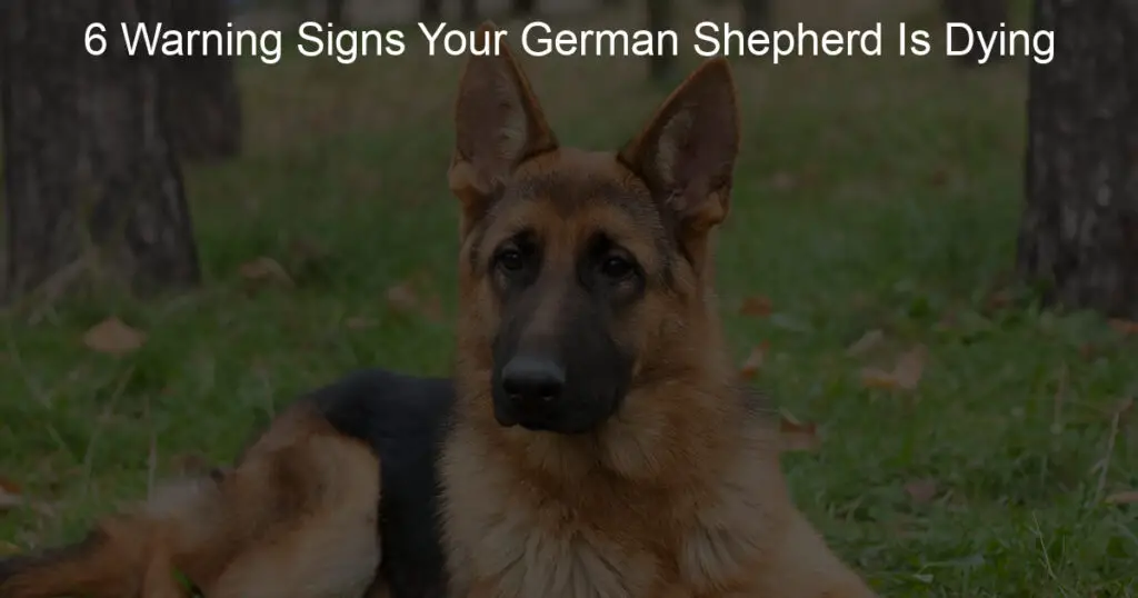 warning signs your german shepherd is dying
