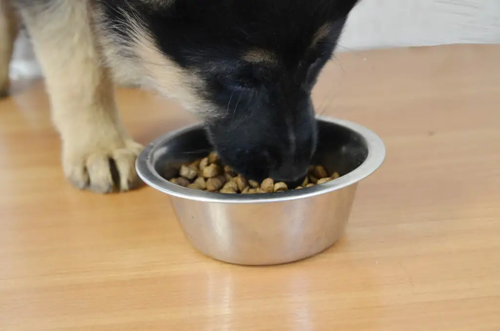A German Shepherd puppy eats