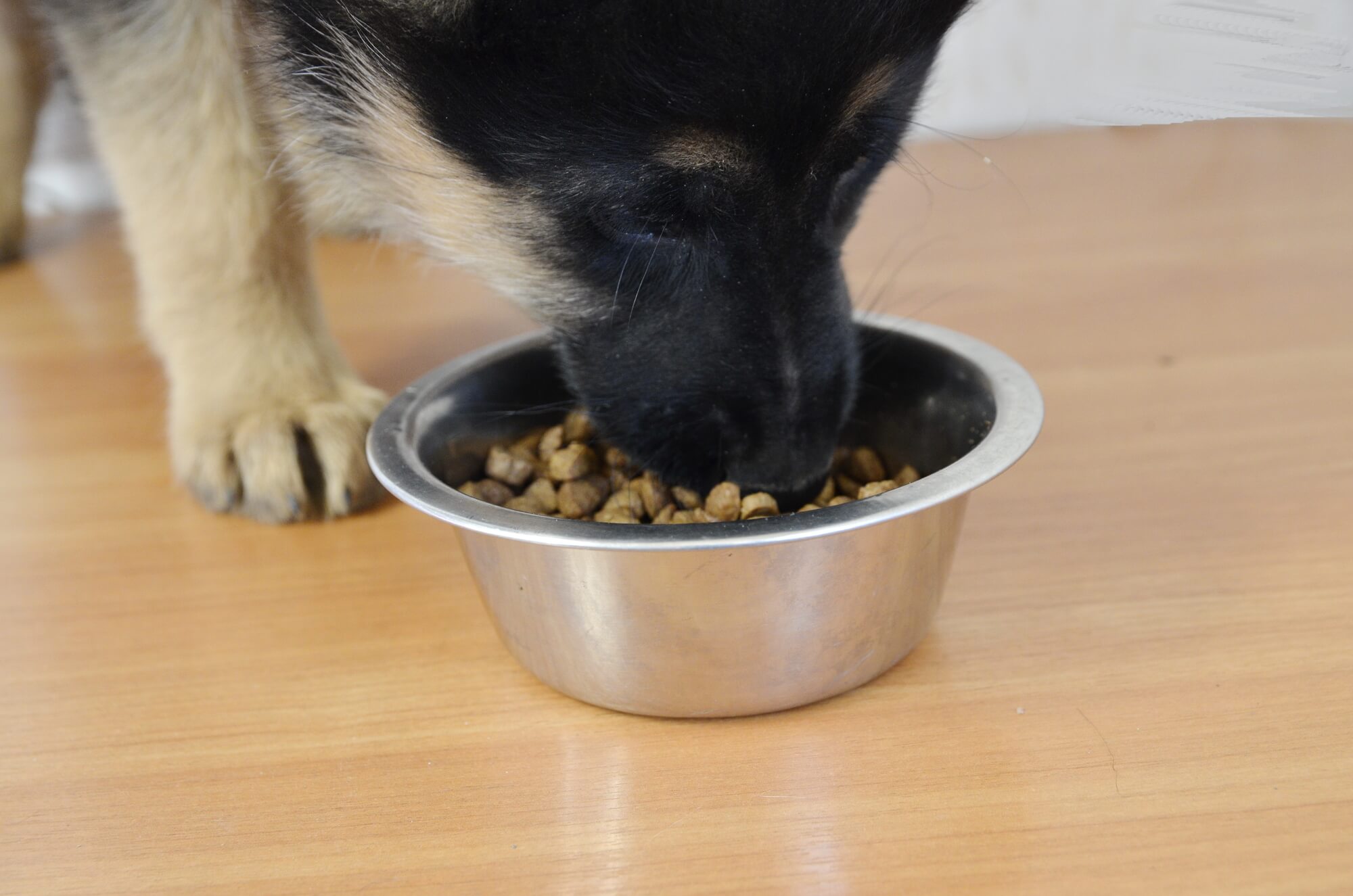 which-food-is-best-for-german-shepherd-puppies-royal-canin-pro-plan