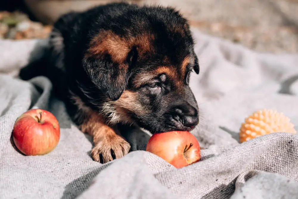 A German Shepherd puppy lying on a cloth next to apples