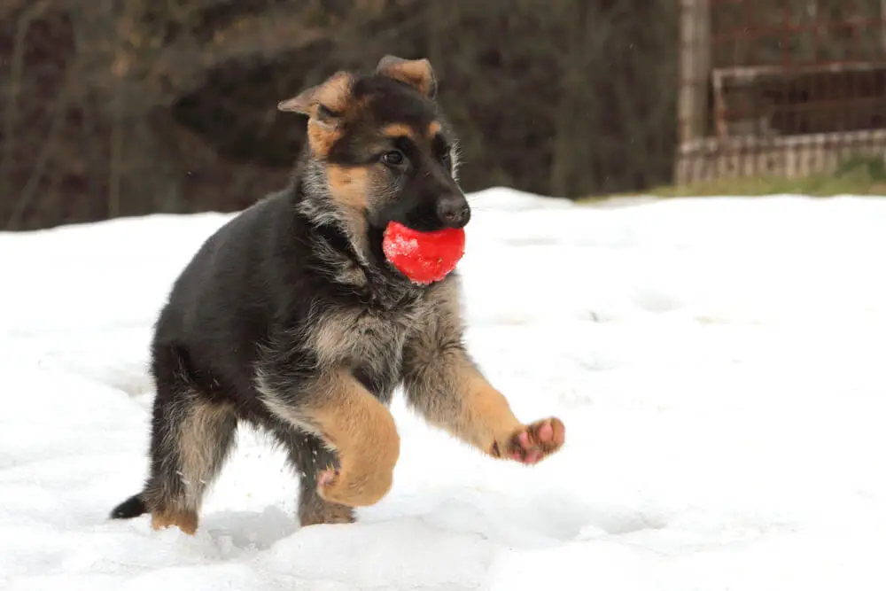 A German Shepherd puppy with a red ball in its mouth