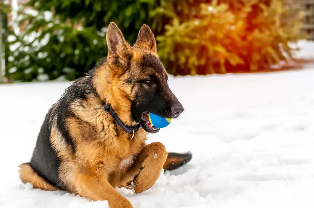 A german shepherd puppy dog playing with a ball at winter