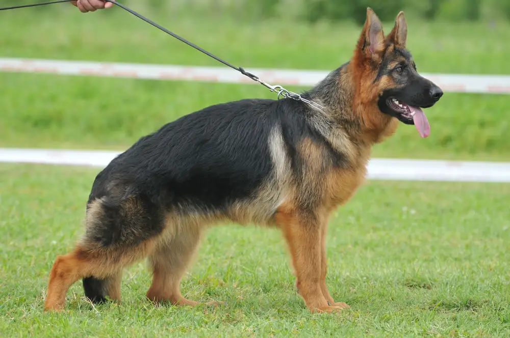 Beautiful German shepherd dog in the dog show