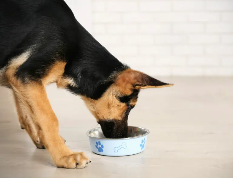 Cute dog shepherd