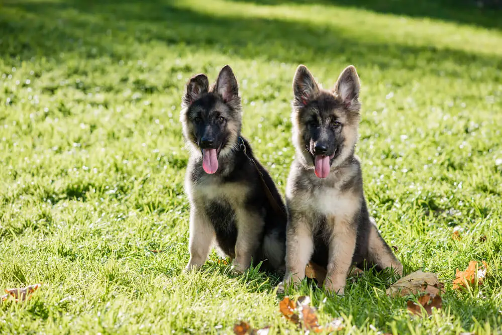 Cute shepherd puppies posing on the grass