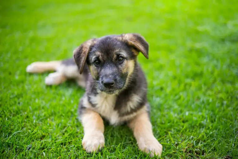 Why is my german shepherd puppy so skinny - ShepherdPedia