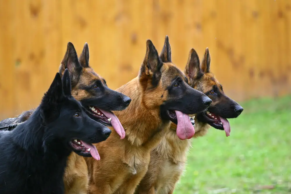 Four German Shepherds dogs