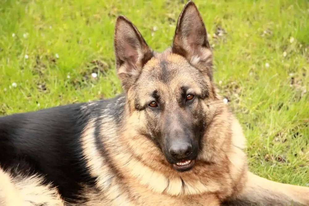 German Shepherd dog breed