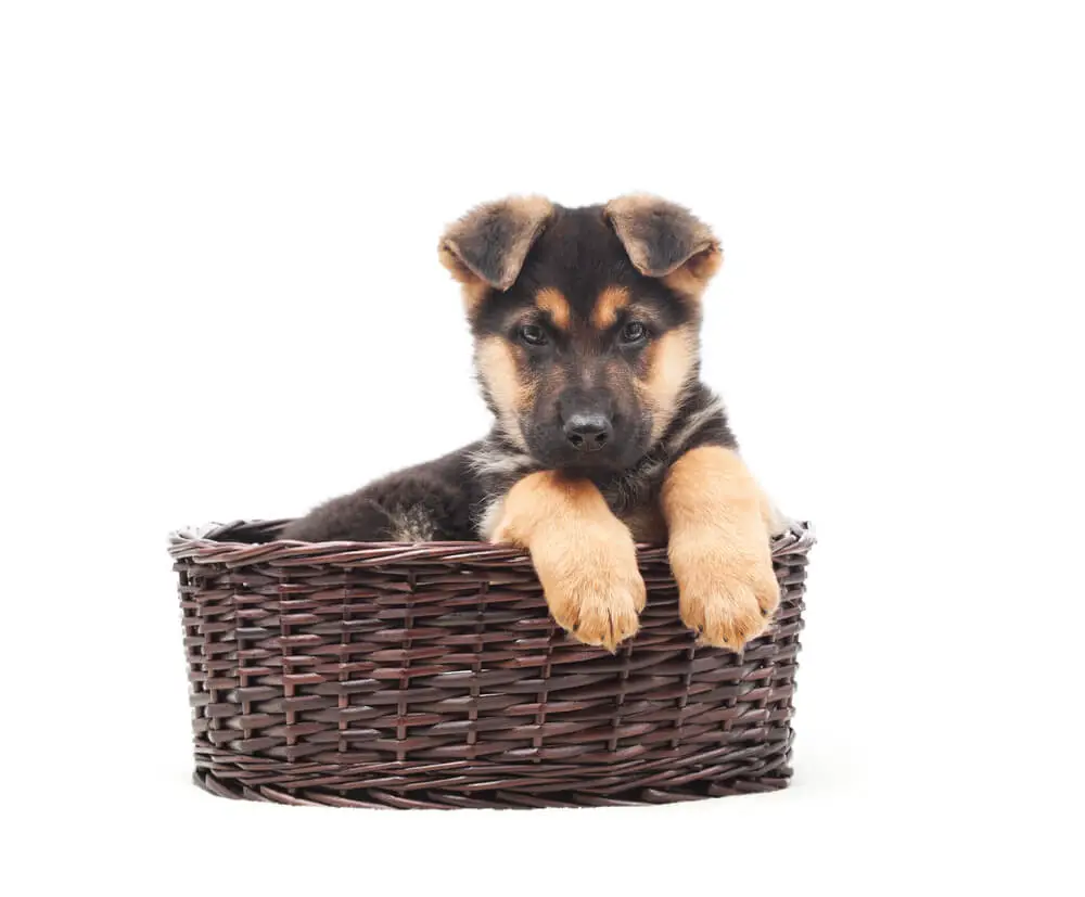 German Shepherd puppy in a straw basket