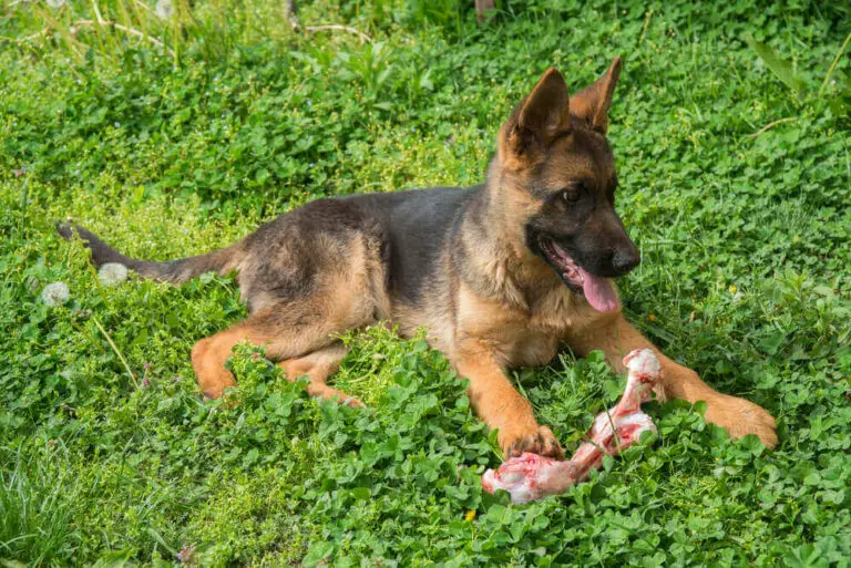 German shepherd puppy with bone