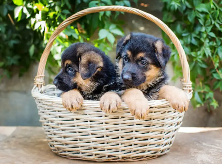 Lovely little German Shepherd puppies