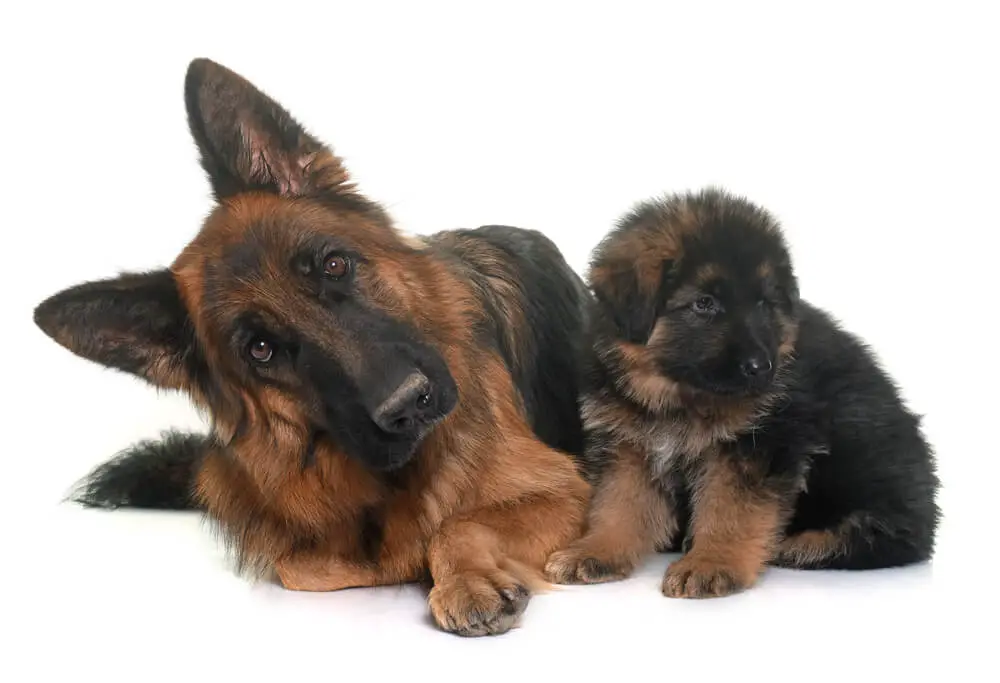 Puppy and adult german shepherd
