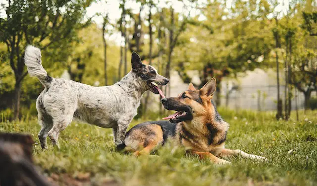Selective Focus Photo of a German Shepherd with a White Dog
