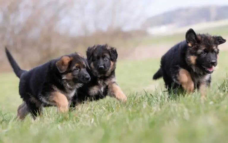 Three German Shepherd Puppies playing