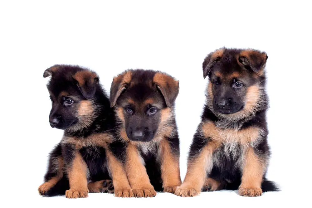 Three German shepherd puppies