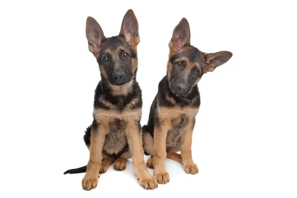 Two German shepherd puppies