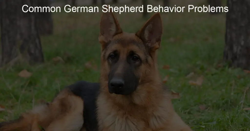 common german shepherd behavior problems
