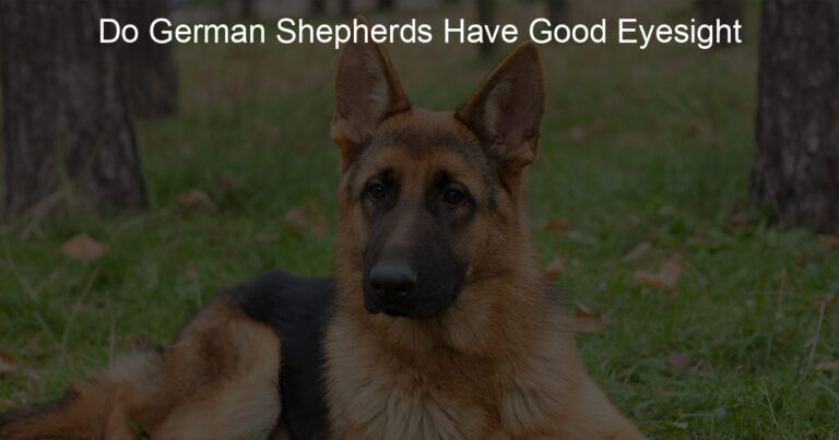 do german shepherds have good eyesight