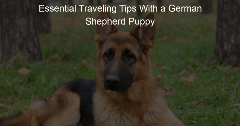 essential traveling tips with a german shepherd puppy