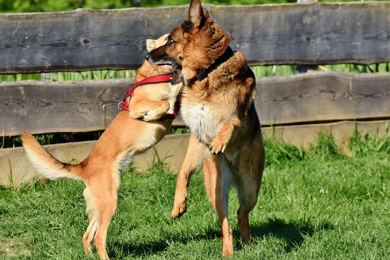 when-german-shepherd-puppies-slow-down-shepherdpedia