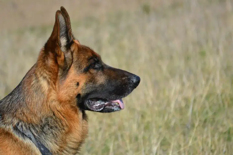 How To Raise German Shepherd Puppies From Birth? - ShepherdPedia