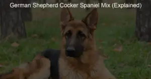 german shepherd cocker spaniel mix explained