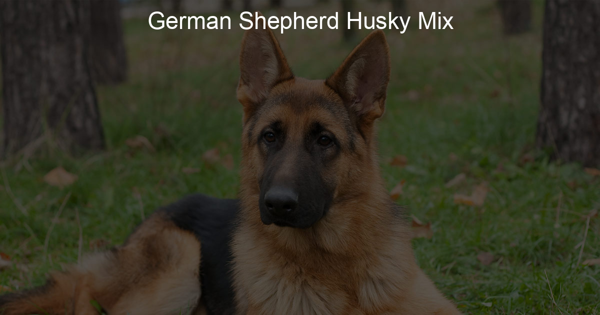 German Shepherd Husky Mix - ShepherdPedia