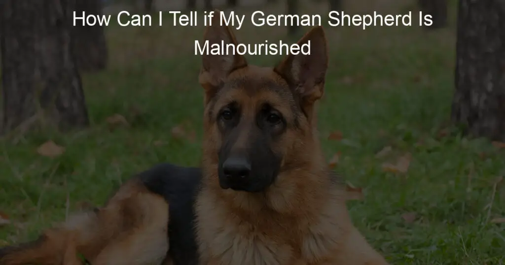 how can i tell if my german shepherd is malnourished
