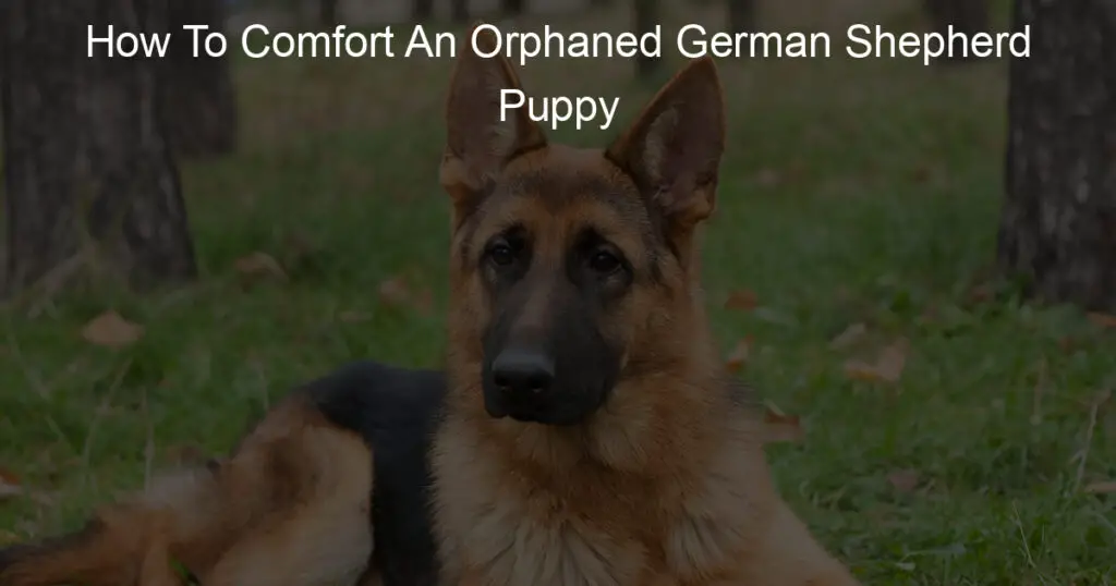 how to comfort an orphaned german shepherd puppy