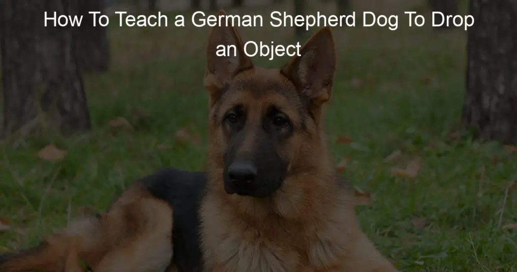 how to teach a german shepherd dog to drop an object