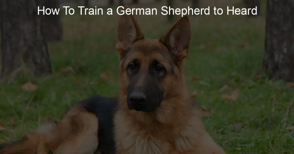 how to train a german shepherd to heard
