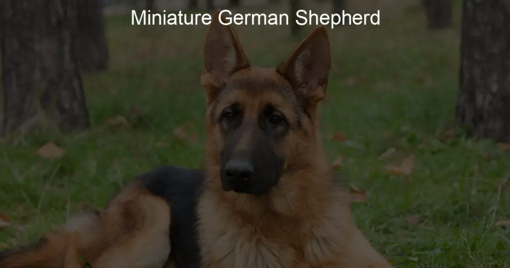 miniature german shepherd