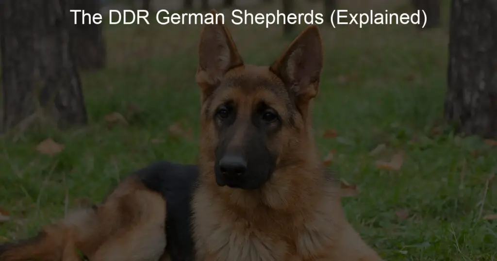 the ddr german shepherds explained