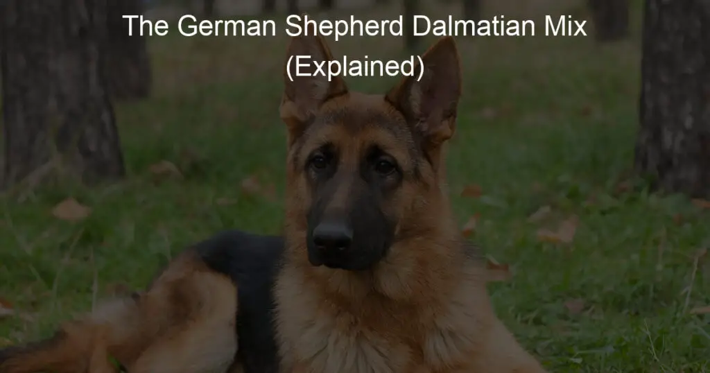 the german shepherd dalmatian mix explained