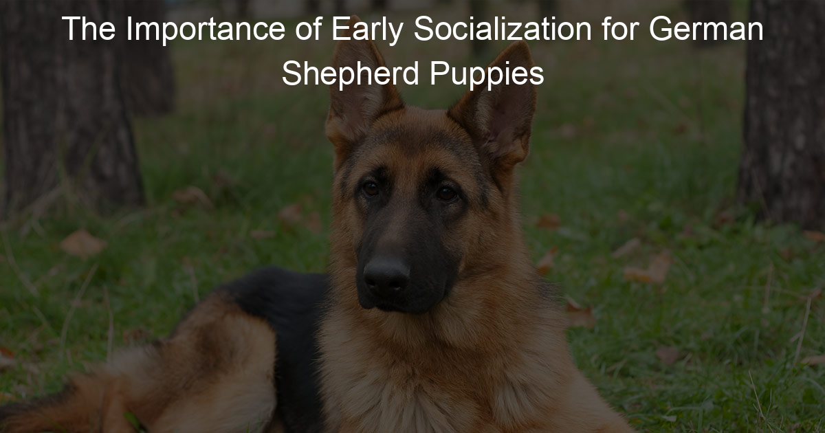 The Importance of Early Socialization for German Shepherd Puppies ...