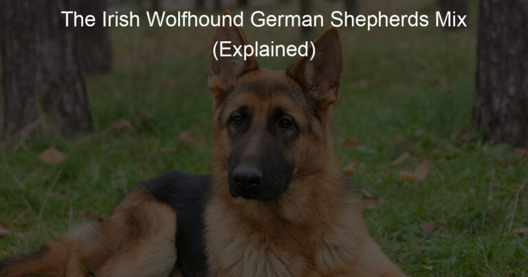 the irish wolfhound german shepherds mix explained