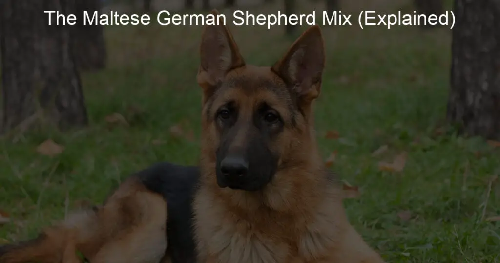 the maltese german shepherd mix explained