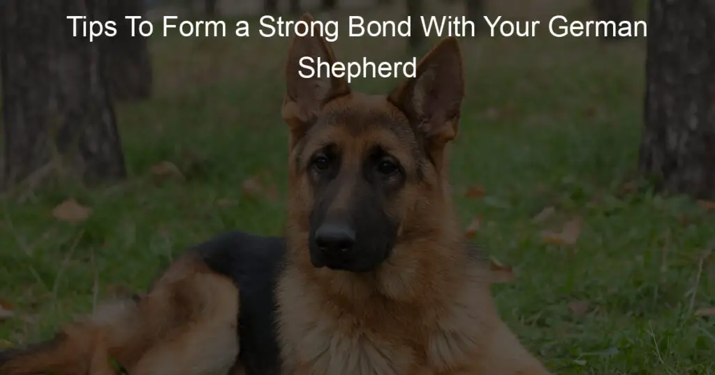 tips to form a strong bond with your german shepherd