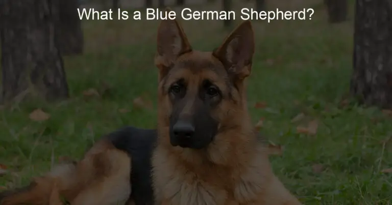 what is a blue german shepherd