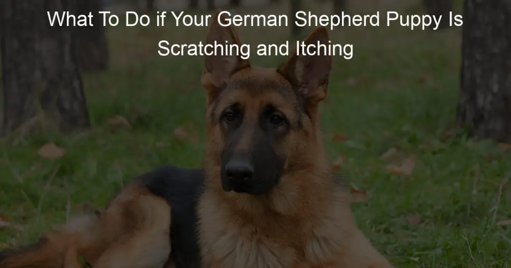 what to do if your german shepherd puppy is scratching and itching