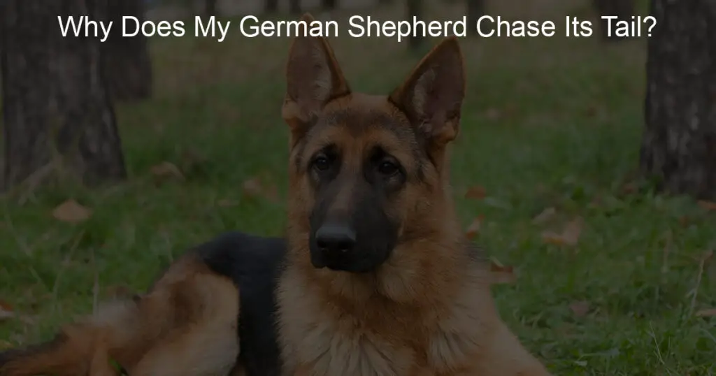 why does my german shepherd chase its tail