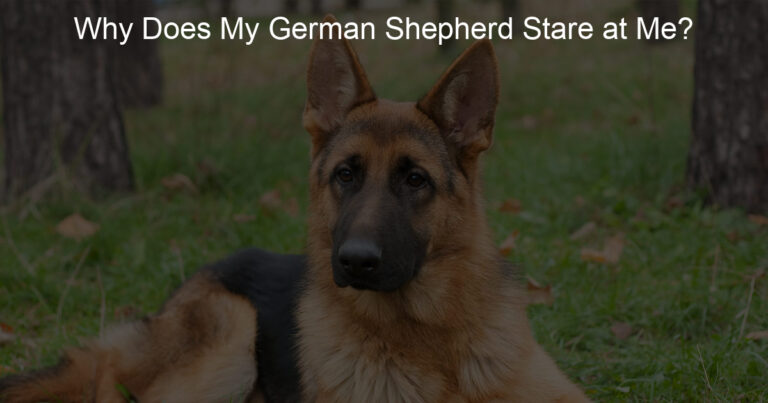 why does my german shepherd stare at me