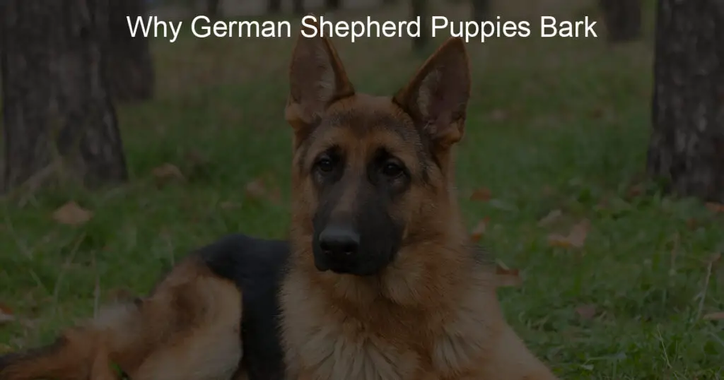 why german shepherd puppies bark