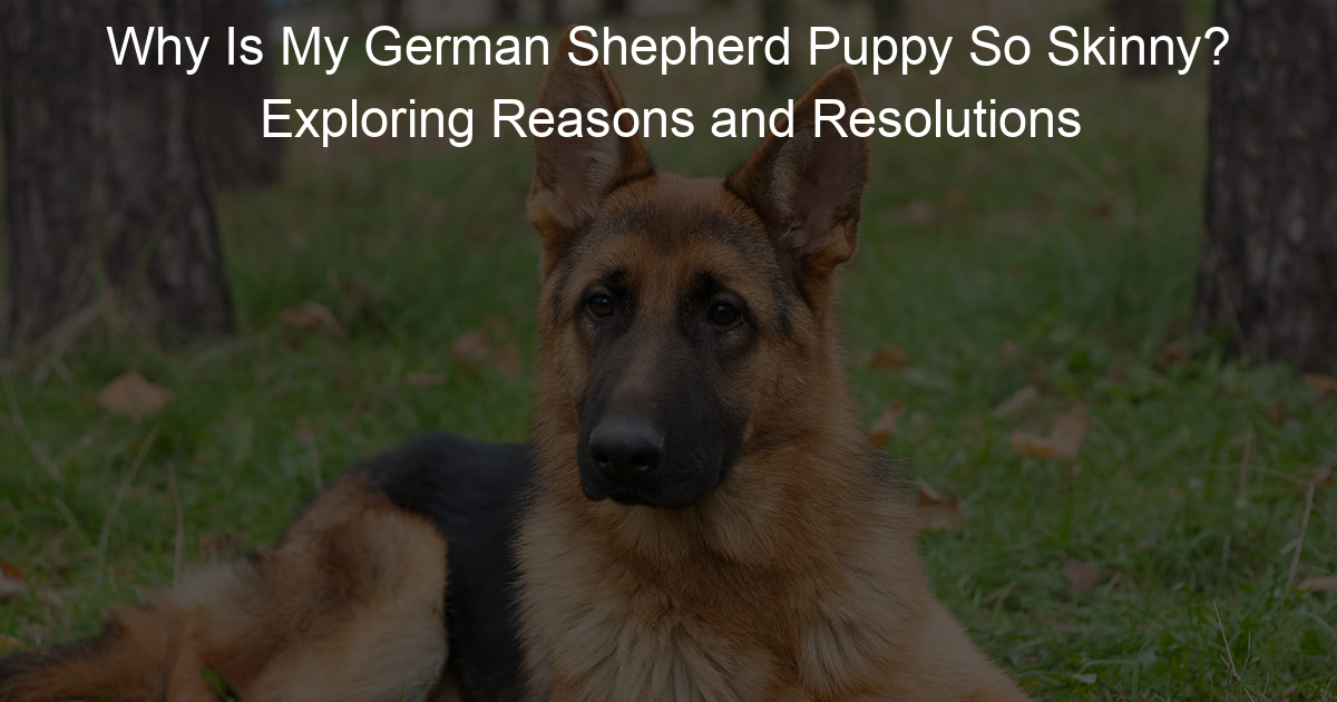 Why Is My German Shepherd Puppy So Skinny? Exploring Reasons and