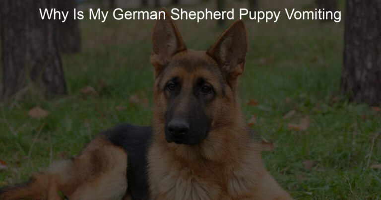 Why Is My German Shepherd Puppy Vomiting - ShepherdPedia